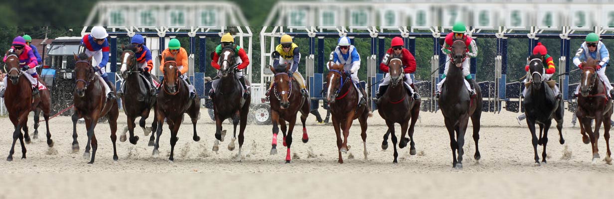 WHY VET SONOTRON, MARK2, IS EXCELLENT FOR RACEHORSES WHEN GOOD RESULTS ARE NEEDED